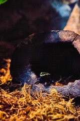 Tiny poison dart frog inside hollow tree trunk by mosses in dark light