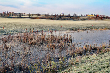 Weiher mit Rohrkolben