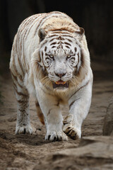 Strong white tiger (Panthera tigris tigris) walks on the sand towards the camera