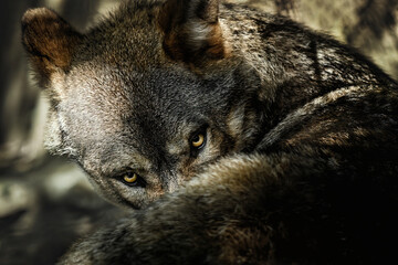 Gray wolf (Canis lupus) curled up on the ground and looking at the camera, closeup portrait 