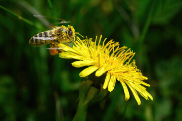 Honey bee flies to a yellow flower and collects dandelion pollen