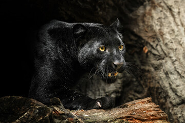 Black panther (Panthera pardus) slowly climbs out of the cave and prepares to hunt