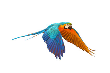Colorful flying parrot isolated on transparent background.