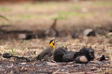 Woodpecker 
