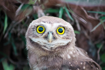 Starring Owl