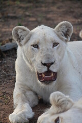 White Lion