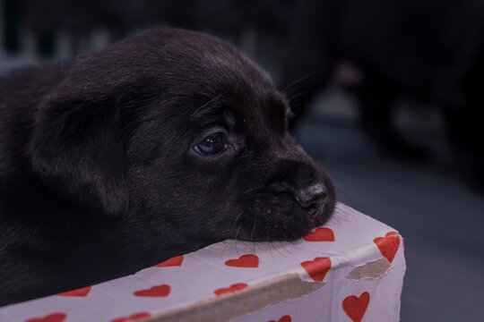 Pup hapt in doos.