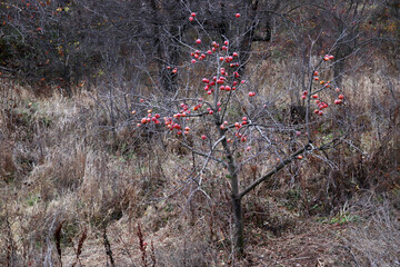 Autumn branches of an apple-tree.