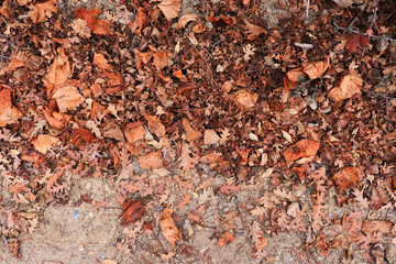 Dry autumn leaves on the side of the road