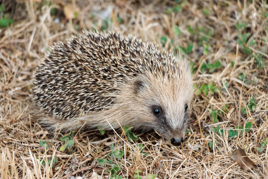 Imagen de un erizo silvestre en el campo