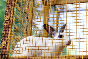 Obraz premium A beautiful and cute black eye rabbit in the cage at the park. cute animal in the cage. Cute rabbit in park.
