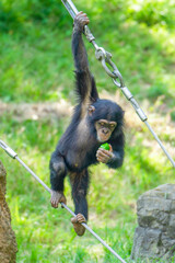食事するチンパンジー