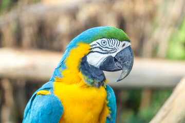 ルリコンゴウインコ