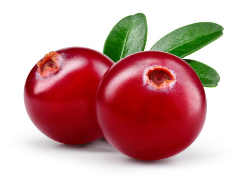 Cranberry with leaves isolated. Cranberries on white background. Two cranberry berries with clipping path. Full depth of field.