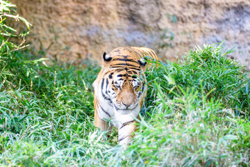 茂みにいるトラ