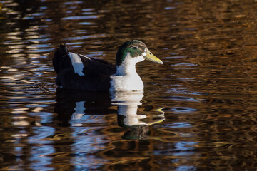 Duck with reflection