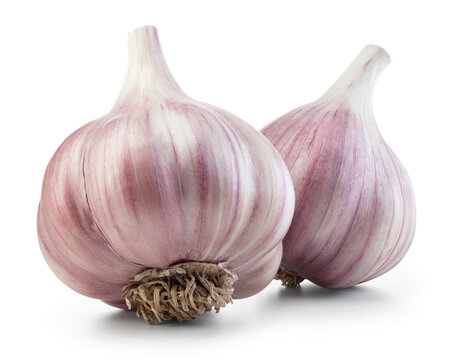 Garlic bulb isolated. Garlic bulb on white background. Unpeeled two garlic bulbs with clipping path. Full depth of field.