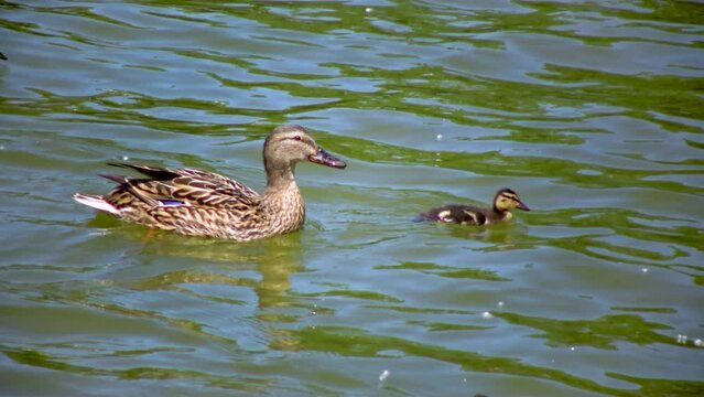 The mallard or wild duck (Anas platyrhynchos) is a dabbling duck, duck with ducklings swimming in the pond