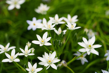オオアマナの花