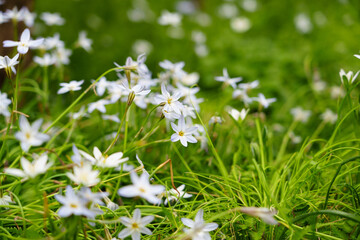 オオアマナの花