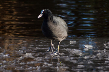 Moorhen standing on ice