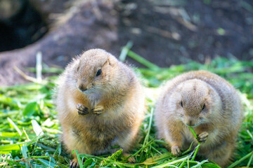 食事するプレーリードッグ
