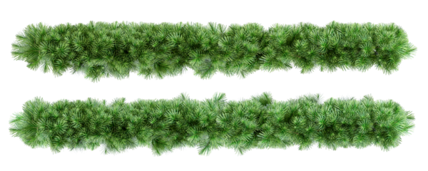 Christmas tree branches isolated 
