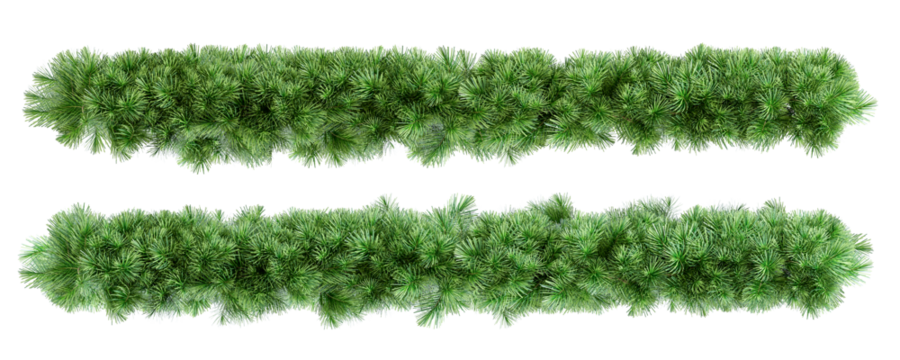 Christmas tree branches isolated 
