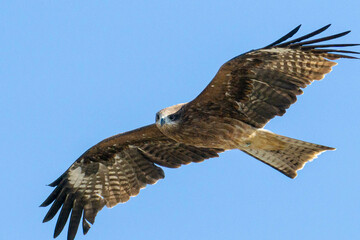 空を飛ぶトンビ