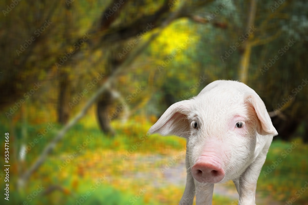 Sticker Small cute young pig on green grass.