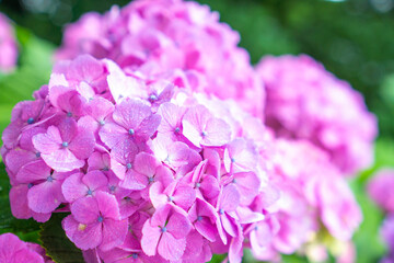 ピンクのアジサイ