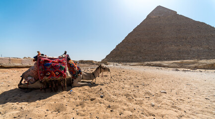 camel in the Egyptian desert near the pyramids in Luxor