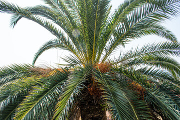 Fototapeta na wymiar The top of a palm tree, the top leaves of a palm tree in Nice