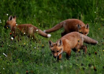 Young foxes in a field in spring, Sainte-Apolline, Québec, Canada