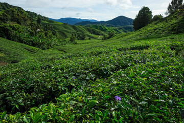 Naklejka premium Tea plantation in Tanah Rata, Cameron Highlands in Pahang, Malaysia..