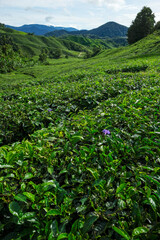 Fototapeta na wymiar Tea plantation in Tanah Rata, Cameron Highlands in Pahang, Malaysia..