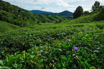 Tea plantation in Tanah Rata, Cameron Highlands in Pahang, Malaysia..