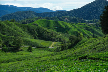 Tea plantation in Tanah Rata, Cameron Highlands in Pahang, Malaysia..