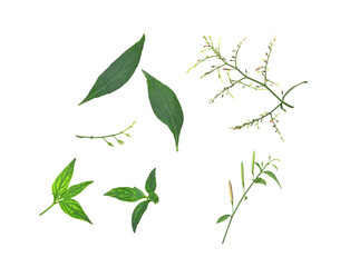 Andrographis paniculata on transparent png..