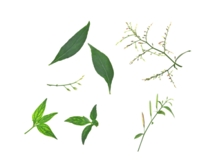 Andrographis paniculata on transparent png..