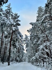 winter forest in the snow