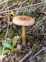 mushroom in the forest