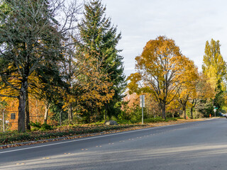 Seatac Street Autumn Trees 13