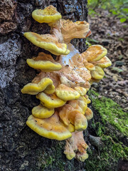 mushrooms (chicken of the woods) in the forest