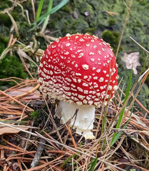 fly agaric mushroom