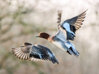 Widgeon in flight
