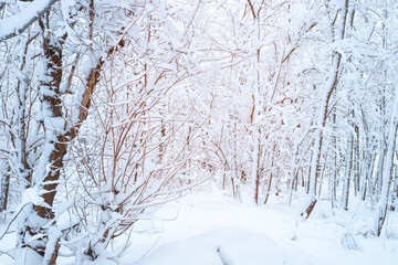 Beautiful winter forest landscape. Trees in the forest covered with snow