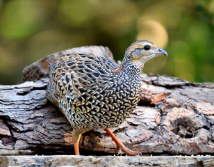 Black francolin female