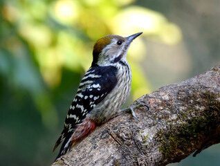 brown fronted woodpecker female