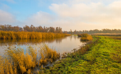 Reed along the edge of a frozen lake under a blue sky in sunlight at sunrise in winter, Almere, Flevoland, The Netherlands, December, 2022
